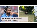 Virat Kohli, Rohit Sharma react to pregnant elephant's death in Kerala