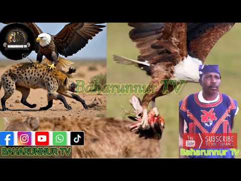 Najalli baban shirwa fitarsa da inda namowa sanda ya zama mikiya yai fada da kuren nan.... 