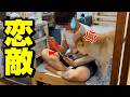 電話越しに兄の彼女と再会したら柴犬が大変な事になりました