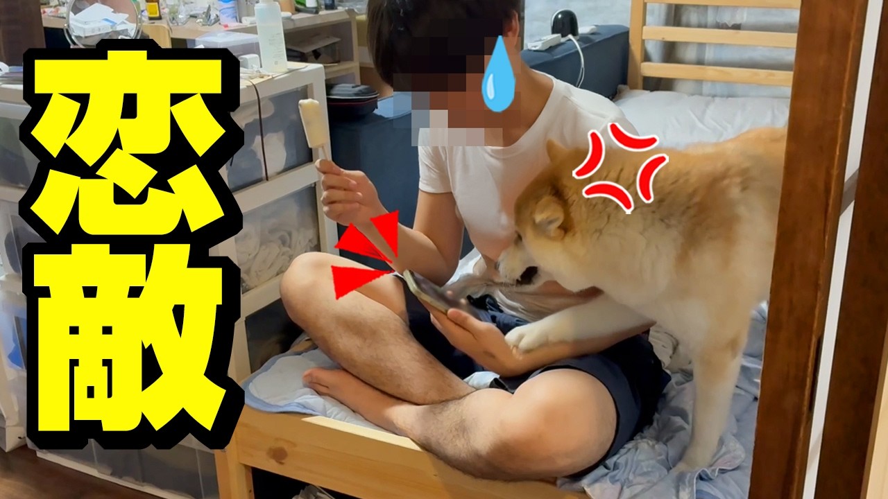 My Shiba Inu Went Crazy When I Reunited With My Brother's