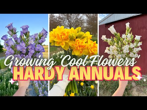 Video: Cold Hardy Annuals - Sfaturi despre alegerea plantelor anuale pentru Zona 3