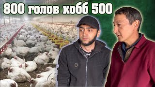 800 голов Бройлер кобб 500