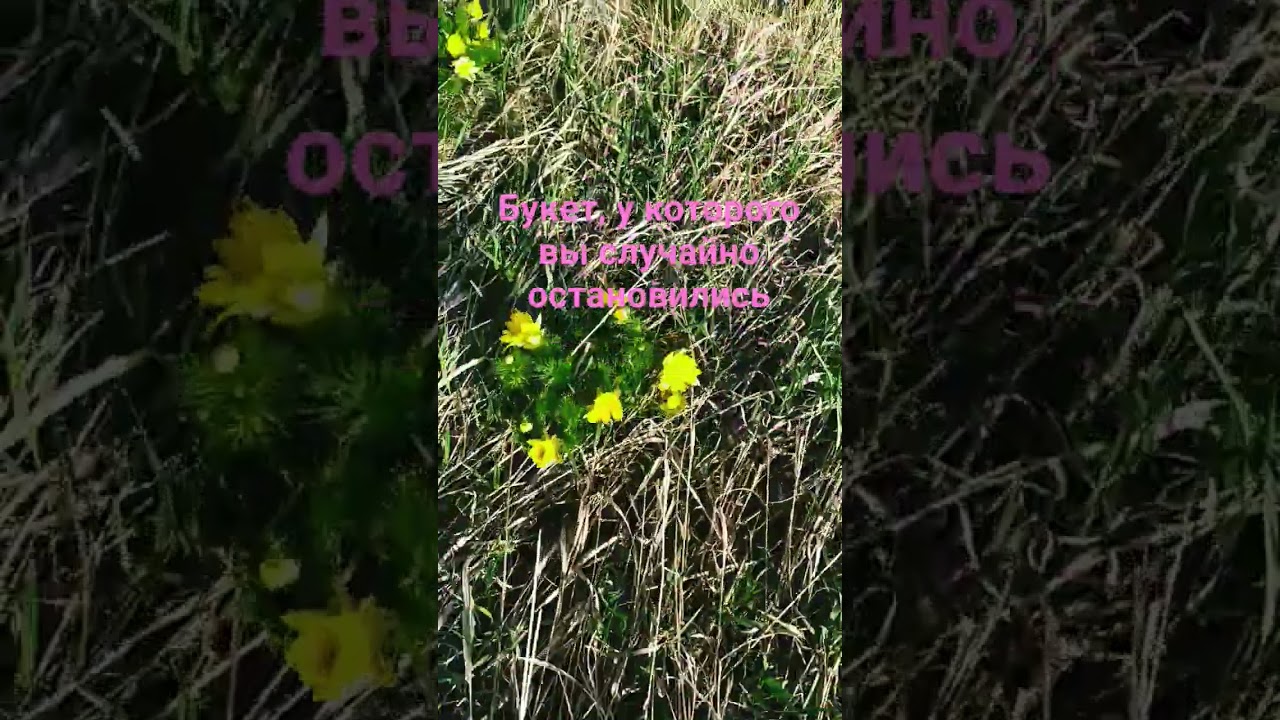 Адонис - Бог Солнца!  "It is spring! "))