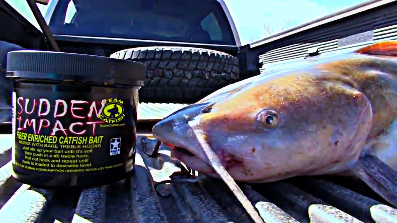 Sudden Impact Catfish Bait Does It Work?? YouTube