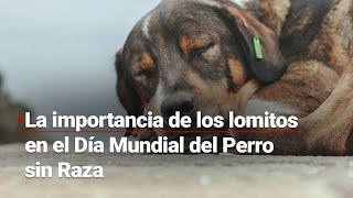 Día Mundial del Perro sin Raza: Promoviendo la adopción y el cuidado responsable en México