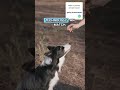 Dogs Are Literally Saving Endangered Species 🐕🌍