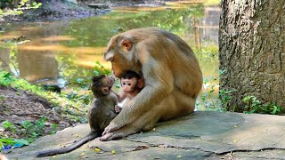 So sweet moment: Baby Monkey Eleanor Got Good Loving From Monkey Luna 
