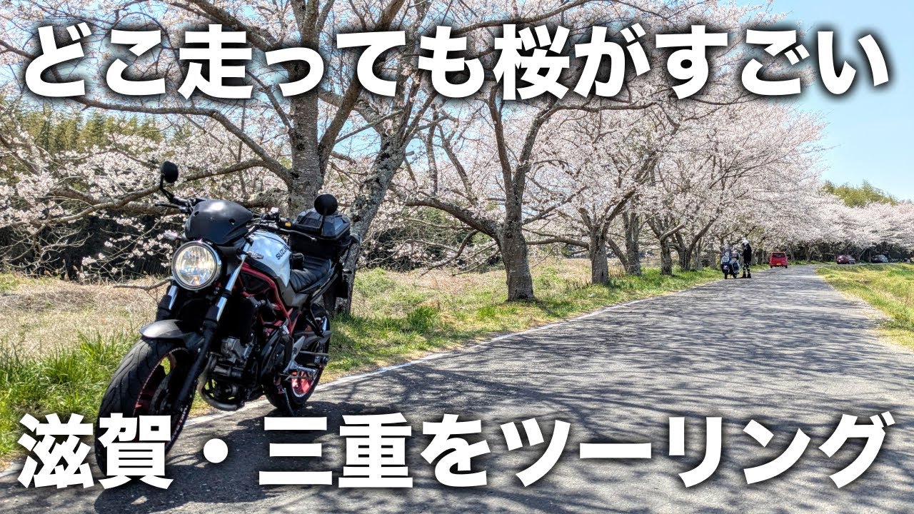 【滋賀・三重】どこ走っても桜が楽しめたツーリング  | SV650