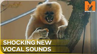 The Unbelievable Reaction to a New Enclosure | Monkey Life | Season 17 Episode 5