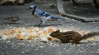 ABY 041 Let Them Eat Bread Close Up - CatTV - Videos for Cats - Sparrow, Blue Jay, Bird Watcher by Andy's Back Yard 253 views 1 year ago 10 minutes, 56 seconds