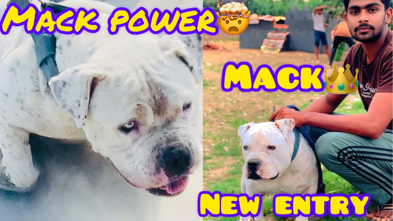 Mack ka entry ho gaye ⚡️apna kennel ma 😍 Mack power😱 