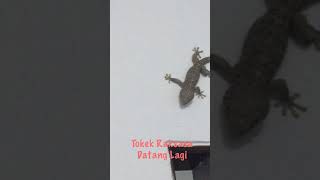 Tokek raksasa harga milyaran datang lagi, Giant Gecko Come again