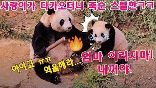 맙소사!!💥아이바오엄마 이러지마! 루이바오 가 힘들게 죽순 뽑았는데 사랑이가 다가오더니 죽순 스틸한🤣ㅋㅋㅋ아이고ㅠㅠ억울해라💦