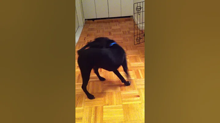 Puppy chases tail