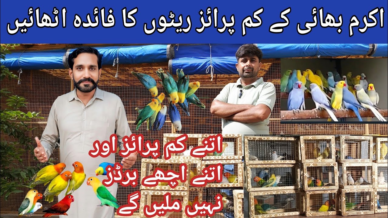 Akram Bhai ne Laga di kam price dealay fayda uthaen le jaen@databirdsinfo 