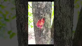 ₹50 का पौधा और बन गया ₹40 लाख का पेड़😱The Red Sandalwood Mystery#shortsfeed#redsandal#wood#