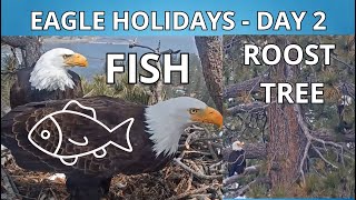 2nd Day of Eagle Holidays: Great Come Back With FISH 🐟 for Jackie \& SONG, Roost Tree Date ❤️❤️🦅🦅