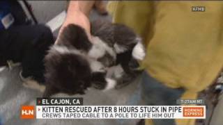 Kitten rescued from pipe