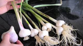Growing Garlic In Containers: Harvest Time