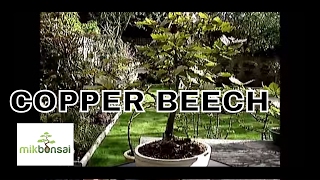 British Copper Beech Bonsai Trees for beginners in bonsai