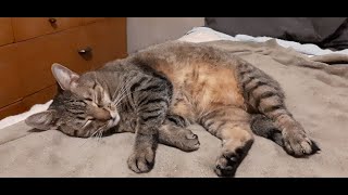 Dewy Loves The Belly Rubs