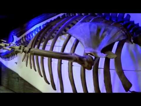 Видеоролик: Зенкенбергский музей