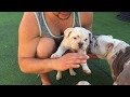 Introducing the Warrior Bulldogs Squad English Bulldog Pack