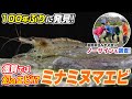 100年ぶりに発見！滋賀では幻のエビ！？「ミナミヌマエビ」を大調査！