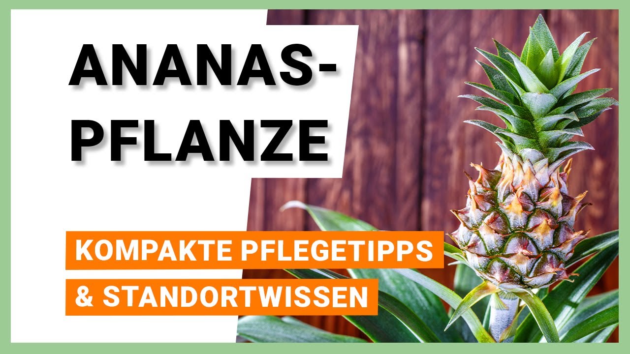 Ananaspflanze: Pflegetipps und Standortwissen kompakt - YouTube