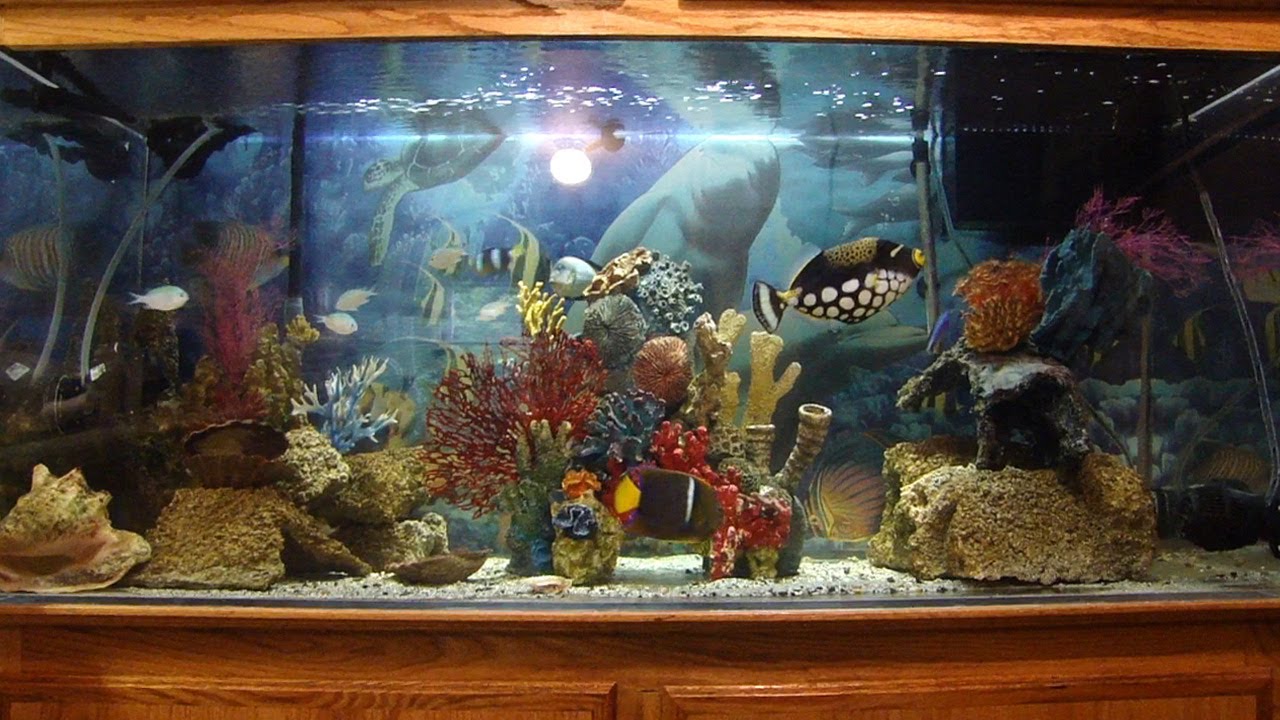 150 gallon saltwater aquarium custom setup "Living Art