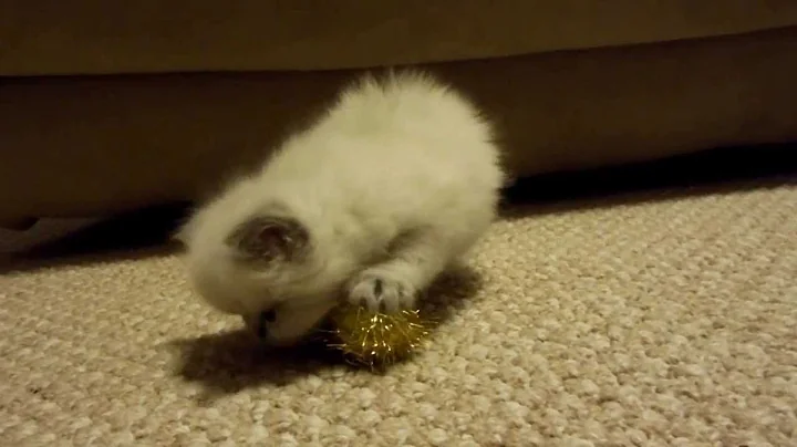 Video 512011: blue point himalayan persian, persian boy