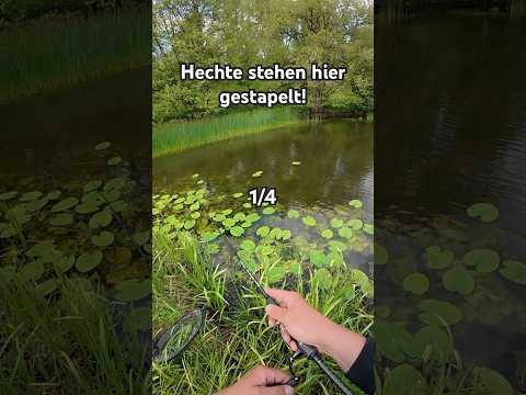 Wie viele Hechte