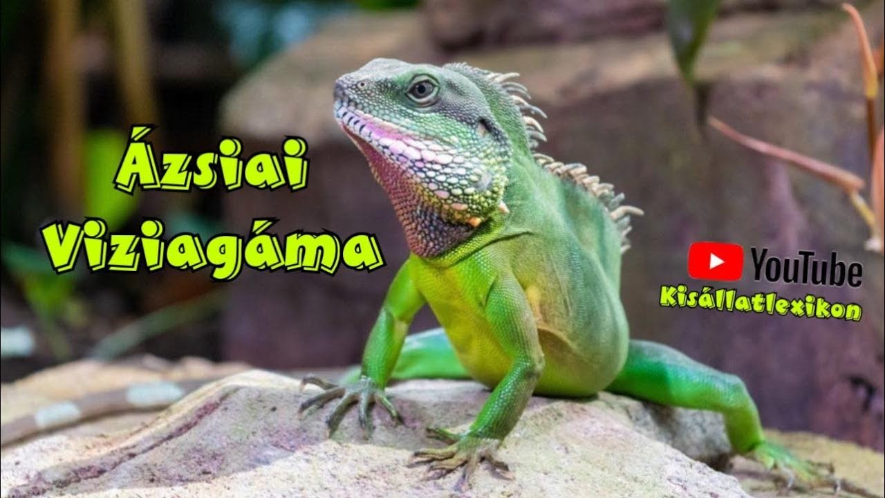 AZ ÁZSIAI VIZIAGÁMA (Physignathus cocincinus) BEMUTATÁSA