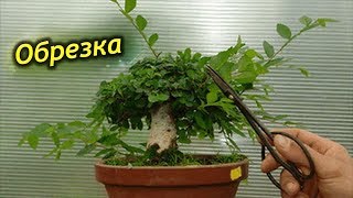 Зачем обрезать МИРТ? Как и когда формировать крону.