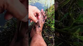 Lintah Si Penyedot Darah Profesional