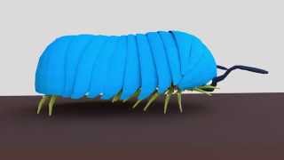 Task 3.4 : millipede walking « Work Plan 3. Biomechanical simulation of multi legs »
