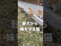ボスは片足!元猟犬!野犬におびえる妹を守る兄猫のど根性!#shorts