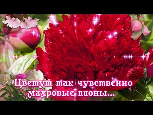 Цветут так чувственно махровые пионы ... Смотреть видео Цветут так чувственно махровые пионы ...