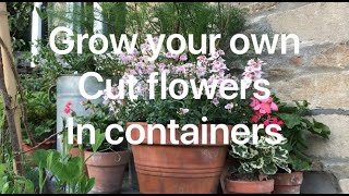 Grow your own cut flowers in containers