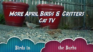 More April 2024 Birds & Critters Cat TV