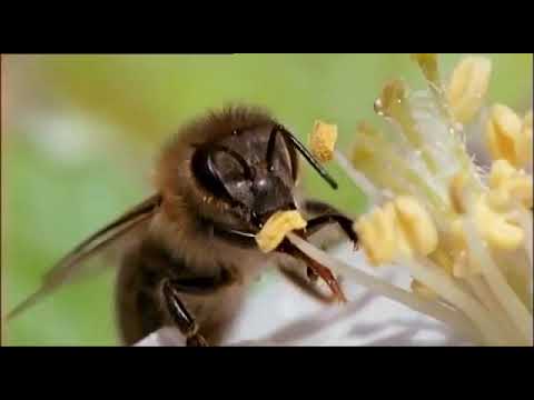 Βίντεο: Έχουν ανοσία οι μελισσοκόμοι στα τσιμπήματα μέλισσας;