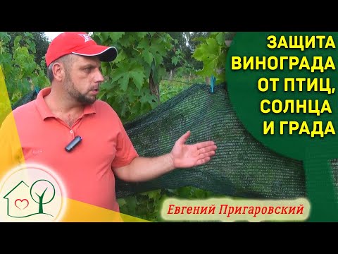 Защита винограда от птиц, ос, града и солнца Органический виноград Евгения Пригаровского