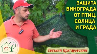 Защита винограда от птиц, ос, града и солнца Органический виноград Евгения Пригаровского