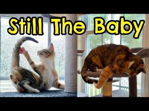 The Secret Diary of the Forever Baby Cat