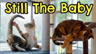 The Secret Diary of the Forever Baby Cat