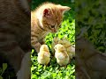 cute hen and kittens 😸 #ai #youtubeshort #viralshort #hen #kitten #funny