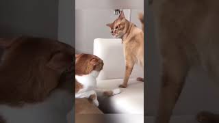 Funny Pets | 2023😂 Funny Dogs And Funny Cats Videos 🐱 🐕 😄 #7