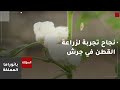 مشتل زراعي في جرش ينجح في تنفيذ تجربة بحثية جديدة لزراعة القطن 