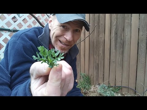 Video: Sklízení Rue Herbs – Jak a kdy používat Rueové rostliny ze zahrady