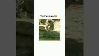pain of a monkey @SabTuber
